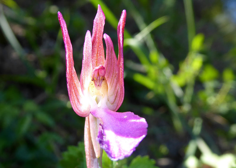 Anacamptis papilionacea ( e Anacamptis x gennarii)